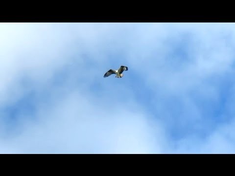 Osprey Sky Dance and Courtship Calls