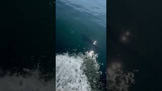 Dall Porpoise 🐬 #cruiselife #travel #cruisetour #royalcaribbean #excursions #glacierwindcharter