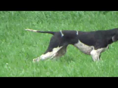 Marka na jarebicu trio fantastik!