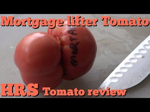 , title : '⟹ Mortgage Lifter Tomato | Solanum lycopersicum | Tomato Review 2018'
