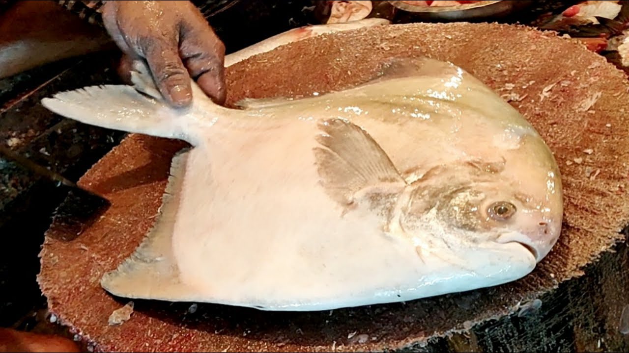 Most Expensive & Delicious Pomfret Fish Cutting Live In Fish Market | Fish Cutting Skills