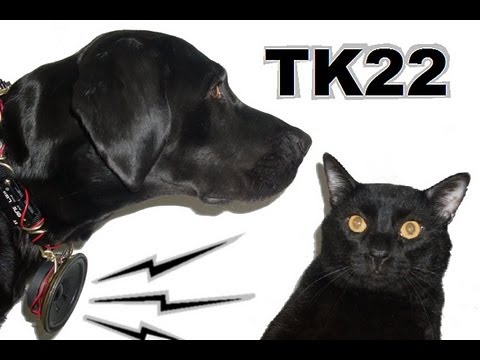 Talking Kitty Cat 22- Dogs Can't Talk