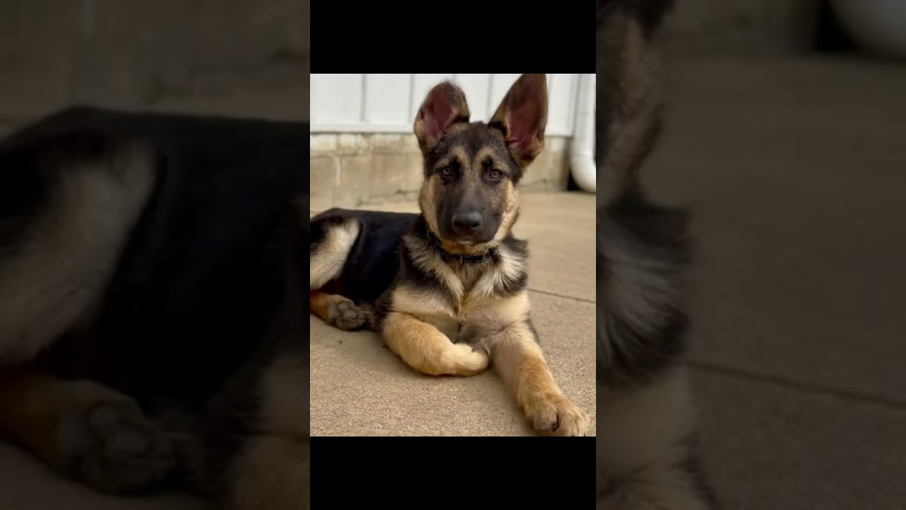 Enlarge Kenzie, an adopted mixed breed in Watertown, WI video 3/6
