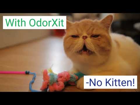 How to Get Rid of Cat Odor | How to Remove Cat Urine Smell Permanently