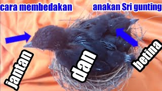 Download lagu cara membedakan anakan burung srigunting jantan dan betina 100% akurat mp3 Download lagu cara membedakan anakan burung srigunting jantan dan betina 100% akurat mp3