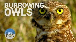 Burrowing Owls | Wild Animals - Planet Doc Full Documentaries