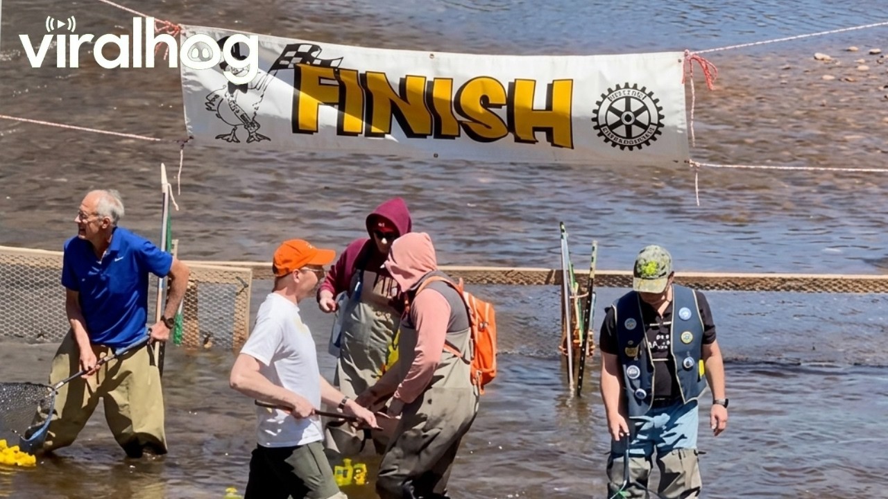 5000 Rubber Ducks Race for $10,000 Prize || ViralHog