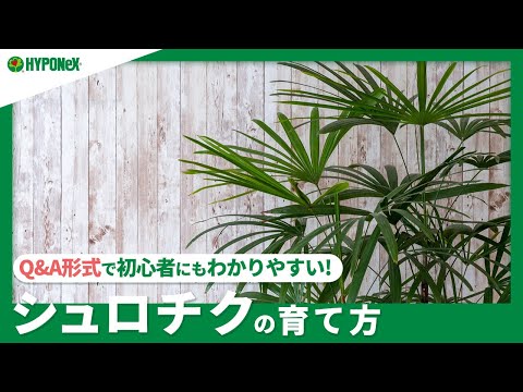 ツツジに水をやる方法は？シャクナゲの水やりにシートを貼って成功！  庭園