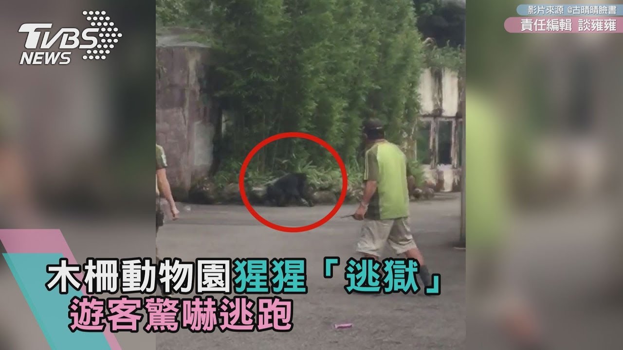 影/衝向人群!木柵動物園猩猩「逃獄」 遊客驚嚇逃跑