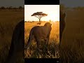 LION AT SUNRISE Pure Savannah Drone Shot 9 16 Vertical Ambient Sound