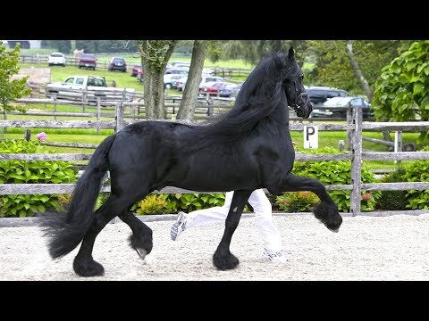 Teade 392, Sport, FHANA Keuring 2014.