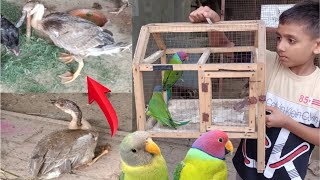 Surprise Tango Thek Ho Gaya 🥳 Aor New Birds A Gaya 🦜 - New Parrot Our Setup | 3mbvlogs