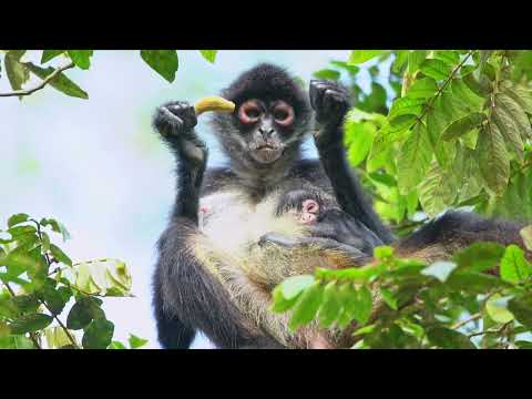 Firma de Acuerdos de Cooperación con comunidades de las áreas protegidas del sur de Petén