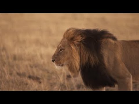 South Africa Big 5 Wildlife & Conservation Video