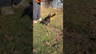 Video preview image #2 German Shepherd Dog Puppy For Sale in KANSAS CITY, MO, USA