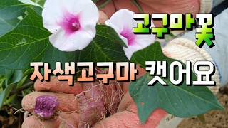 단맛 있는 자색 고구마 캣어요 고구마꽃도 활짝 고구마재배