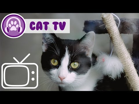 , title : 'Videos For Cats: Cat TV, Entertain your cat!'