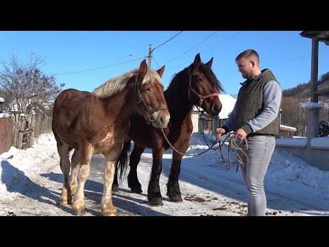 Caii lui Gicu de la Dumbravita, Bistrita Nasaud 2022
