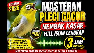 Download lagu Masteran Pleci Gacor Nembak Kasar Full Isian Lengkap Terbaru 2026 mp3