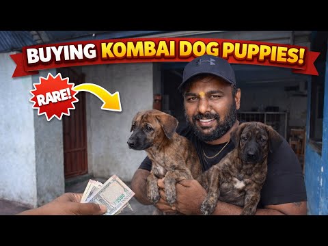 Buying Kombai Puppies for Farmhouse ❤️
