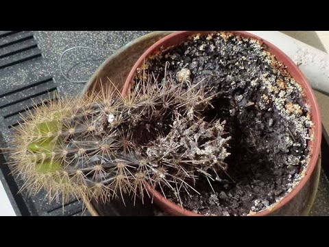 , title : '⚠️CÓMO SALVAR UN CACTUS QUE ESTÁ PODRIDO⚠️ | CACTACEAS CL'