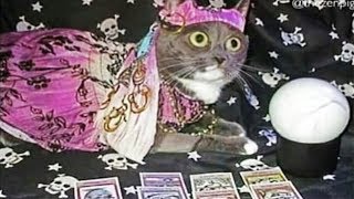 Я РЖАЛ ПОЛ ЧАСА / СМЕШНЫЕ ЖИВОТНЫЕ , КОТЫ СОБАКИ И ДРУГИЕ ПРИКОЛЫ