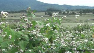 preview picture of video '北海道 幌加内のそば畑／Hokkaido Horokanai buckwheat field'