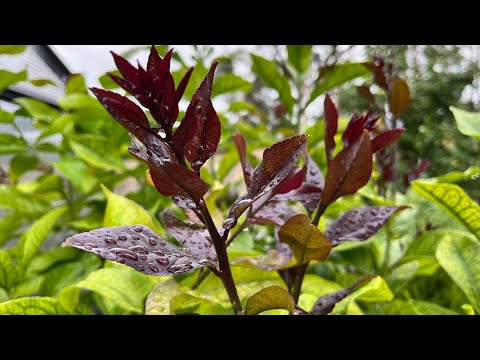 Odc. 246 - Jak rosną cytrusy...