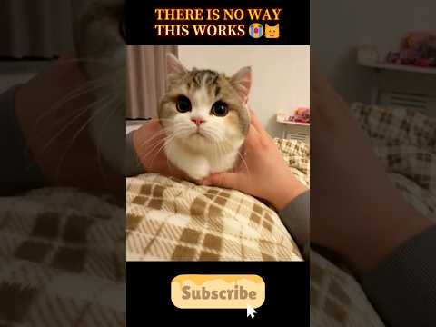 Kitten is basically liquid 😭🐱 #shorts #viral