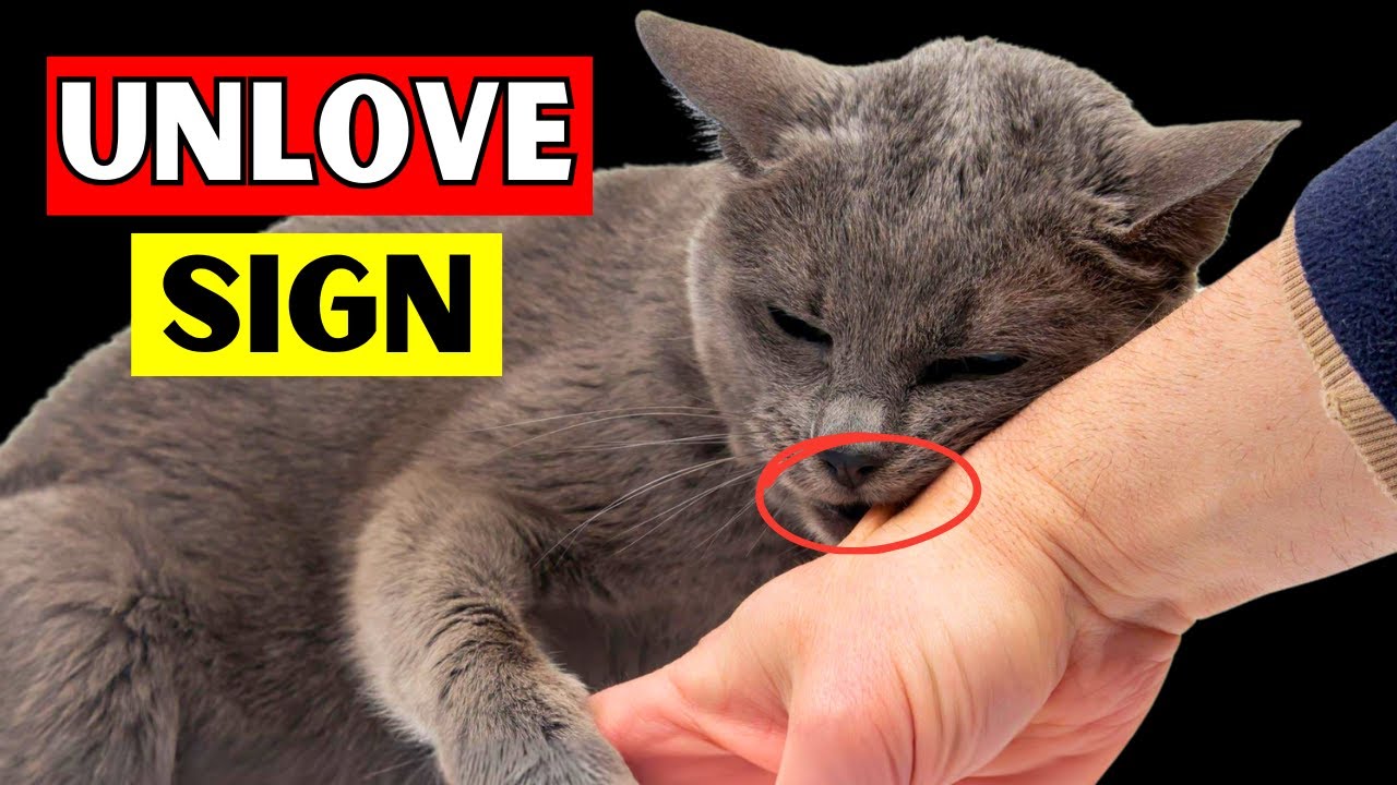 10 Signs Your CAT doesn't LOVE You (Watch this If You Think They Do)