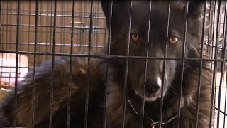 Wolf in tiny cage