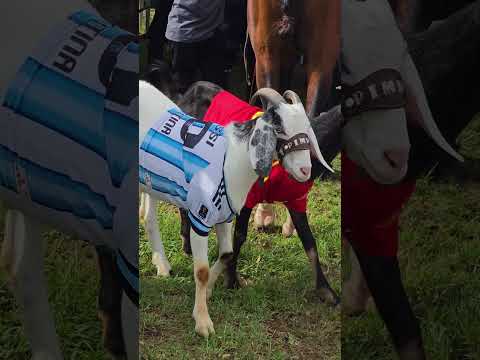 hípico San Fernando NuevaSegovia