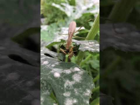 Warning graphic: praying mantis eats wasp alive!