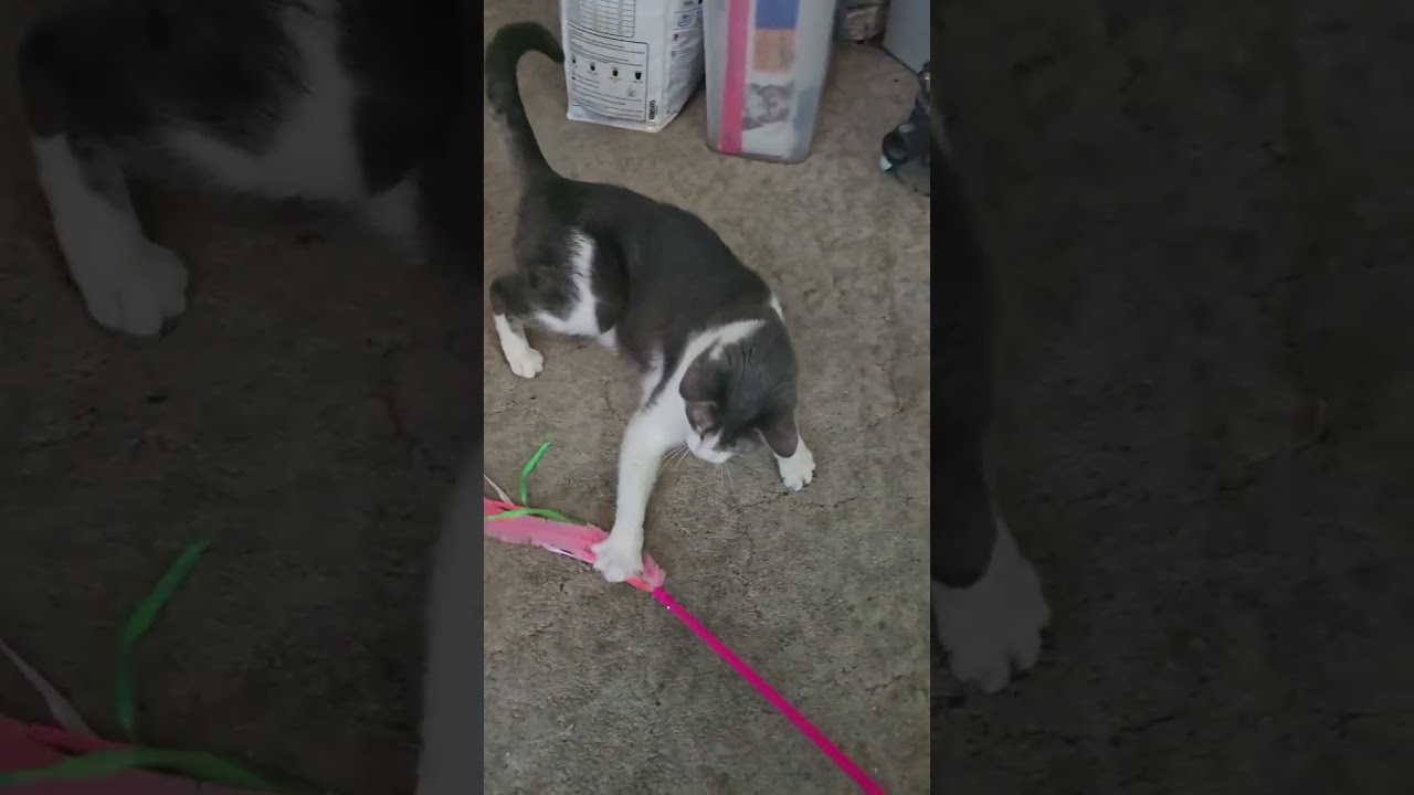 Enlarge SIMBA, a Adoptable Domestic Short Hair in Thornton, CO video 5/5