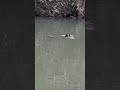 Neotropic Cormorant diving in Little White Oak Bayou