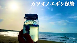 猛毒クラゲ漂着開始！茅ヶ崎海岸　カツオノエボシ漂着探索調査