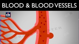 #Blood : blood vessels and lymph : life processes : ncert class 10 : science :biology :cbse syllabus