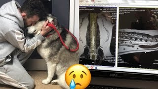 OWNING A DOG BREAKS MY HEART! [UPDATE &amp; MRI SCAN DAY]