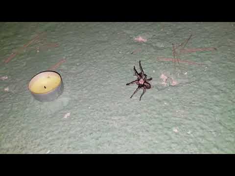 download lagu mp3 mp4 Poisonous Spiders In Spain, download lagu Poisonous Spiders In Spain gratis, unduh video klip Poisonous Spiders In Spain