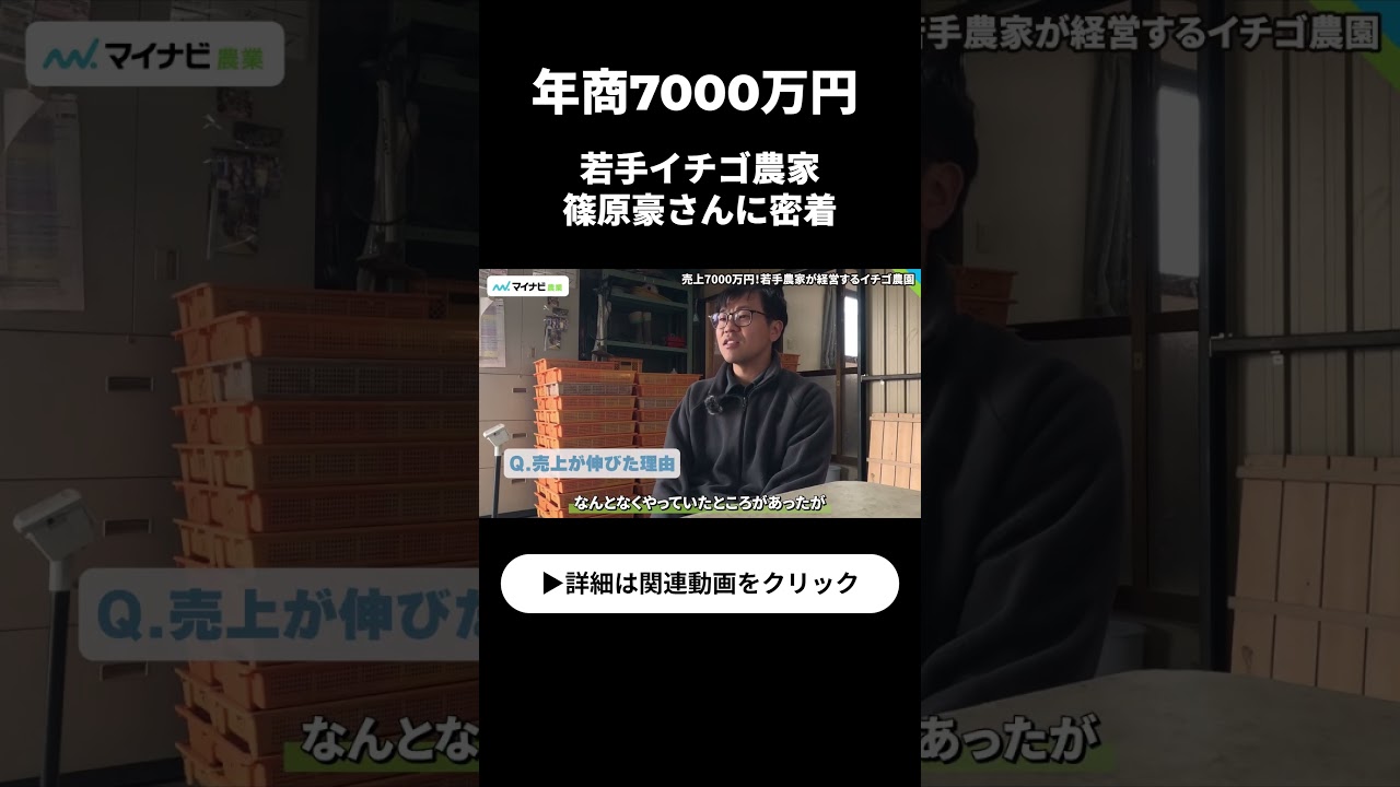 年商7000万円の若手イチゴ農家に密着！ #イチゴ農家 #農業経営 #shorts