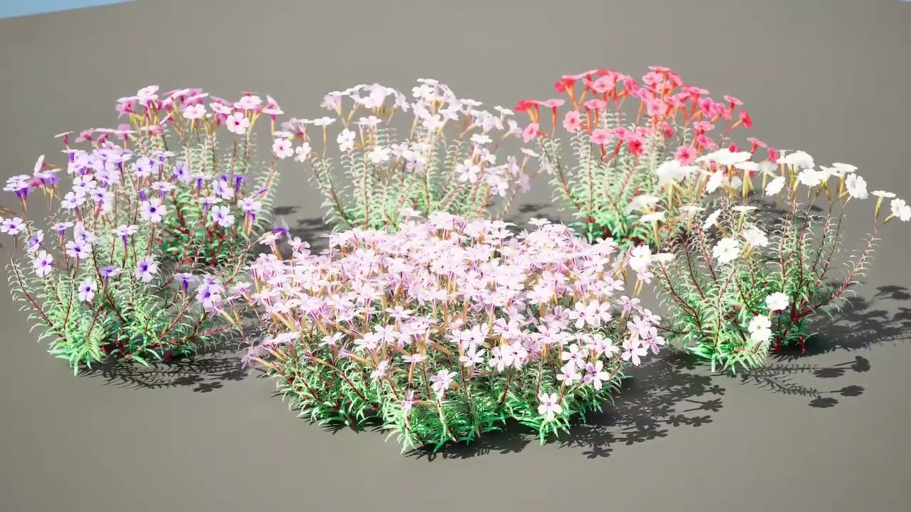 Creeping phlox flowers with free 3D Model