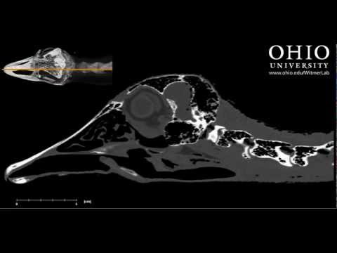Ostrich head and skull - sagittal CT scan slices