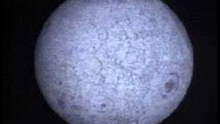 amon duul II - vive la trance - pig man