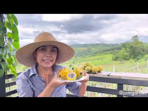 พามาเก็บผลแก้วมังกรเหลืองเอกวาดอร์ Palora Pitaya Yellow Ecuador