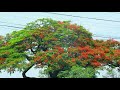 Barney Tea Garden Buddhashanti Jhapa