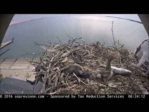 06/16/2016 at 6:23 am The Flapping Fish