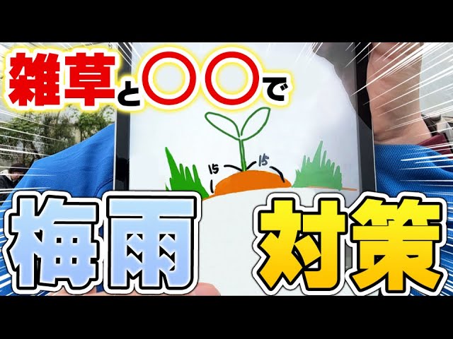 梅雨を乗り切る自然栽培の過湿・病気対策