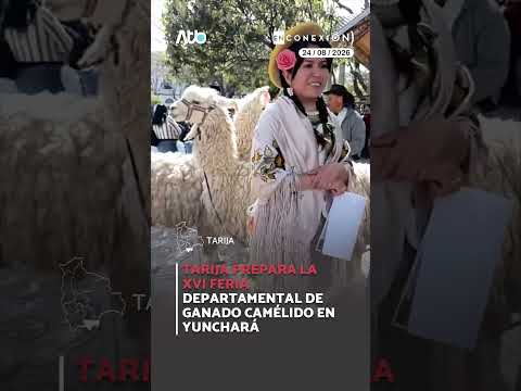 Tarija prepara la XVI Feria Departamental de Ganado Camélido en Yunchará