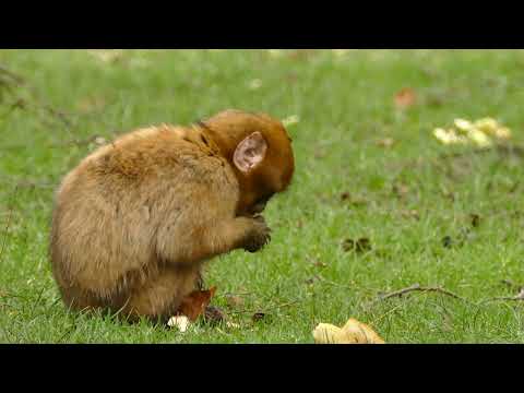 4K HDR Monkey Business - Life of Monkeys - Animal Documentary - Fun & Relaxing Music Video - No Talk