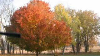 sad story about a tree